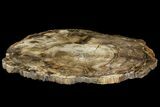 Petrified Wood (Araucaria) Round - Madagascar #143119-1